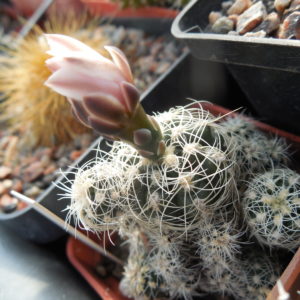 Gymnocalucium bruchii - v.niveum