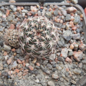 Lobivia tiegeliana - v.dimorphipetala M 63 - ost.Tarija - Piltz -