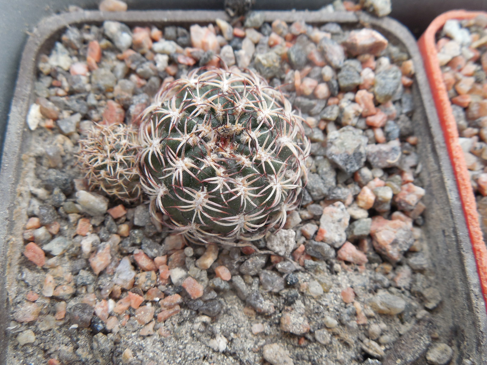 Lobivia tiegeliana - v.dimorphipetala M 63 - ost.Tarija - Piltz -