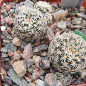Sulcorebutia mentosa - albissima JP 218.15