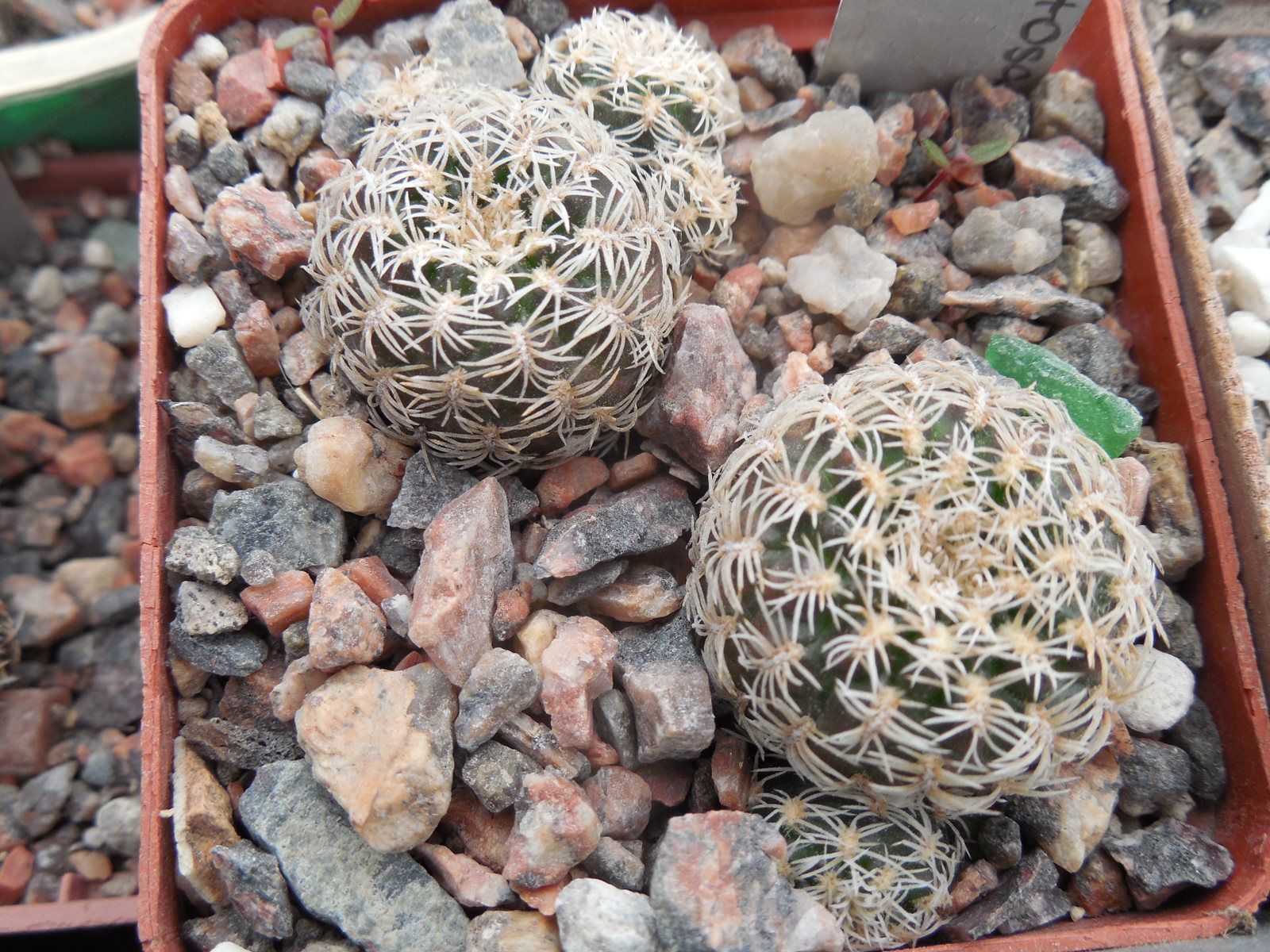 Sulcorebutia mentosa - albissima JP 218.15