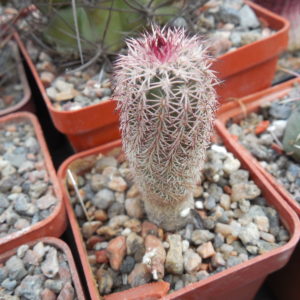Echinocereus bristolii - v.pseudopectinatus L 607 - Montesuma,Son. - MG -