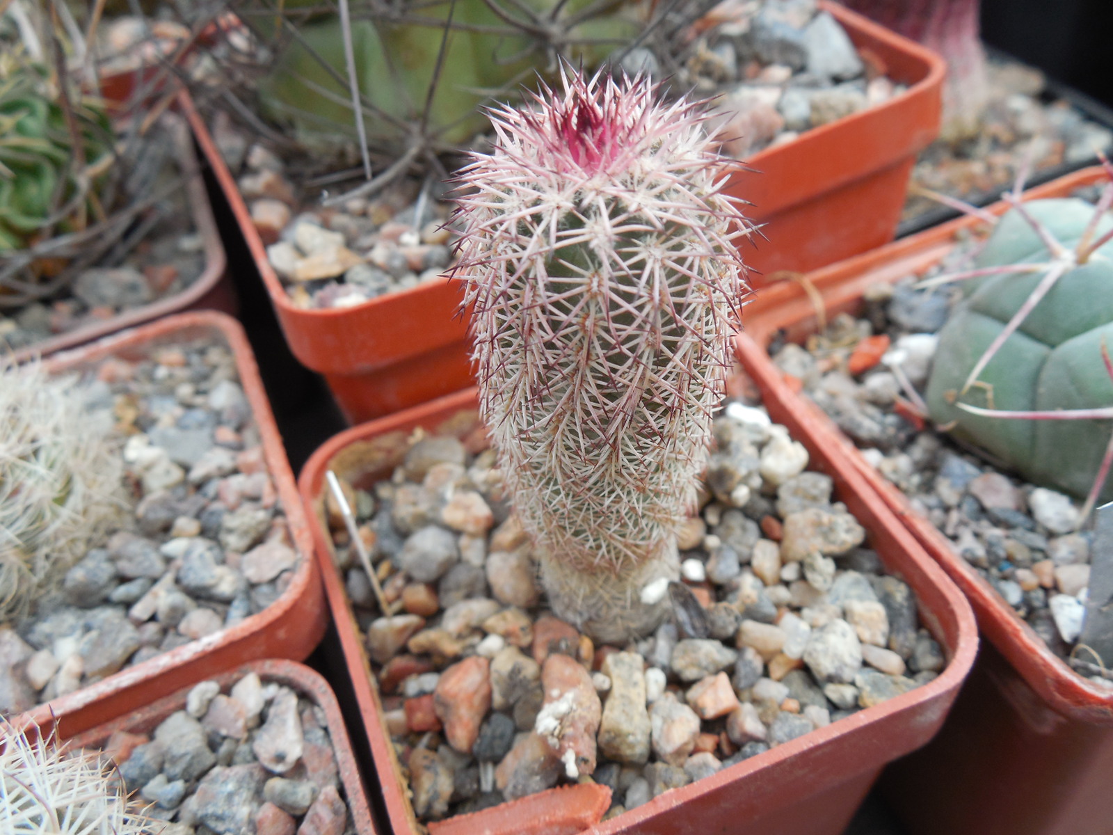 Echinocereus bristolii - v.pseudopectinatus L 607 - Montesuma,Son. - MG -