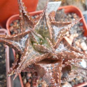 Haworthia tescelata "Quaggasberg"