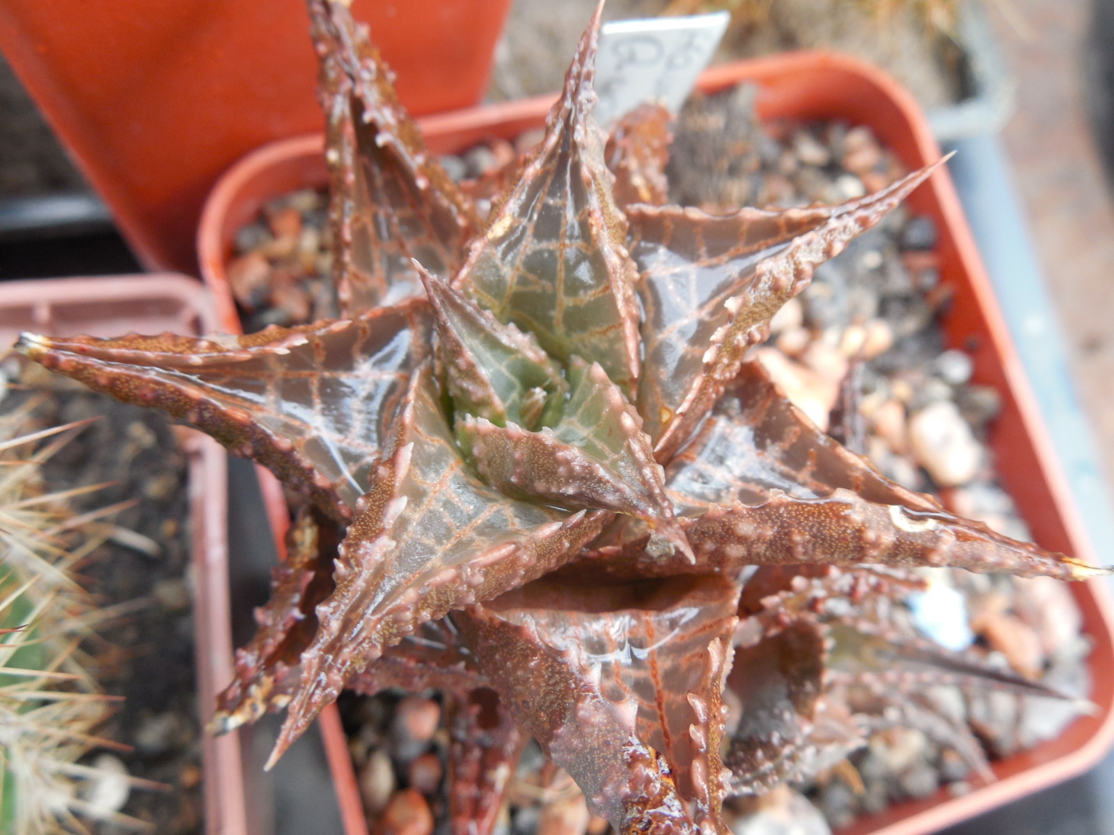 Haworthia tescelata "Quaggasberg"