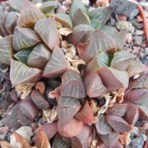 Haworthia retusa