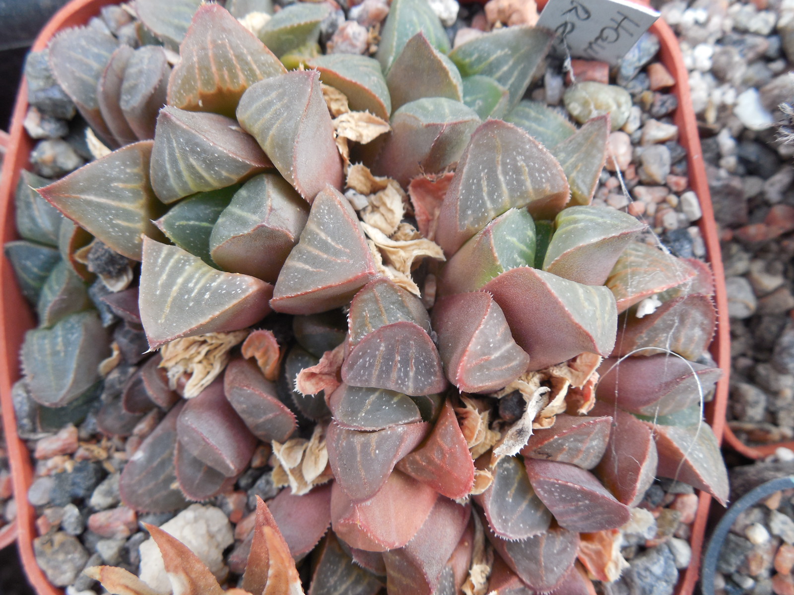 Haworthia retusa