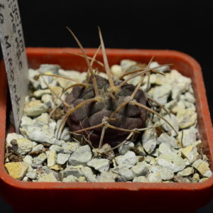 Gymnocalycium guanchinense P 226, Cuesta Miranda