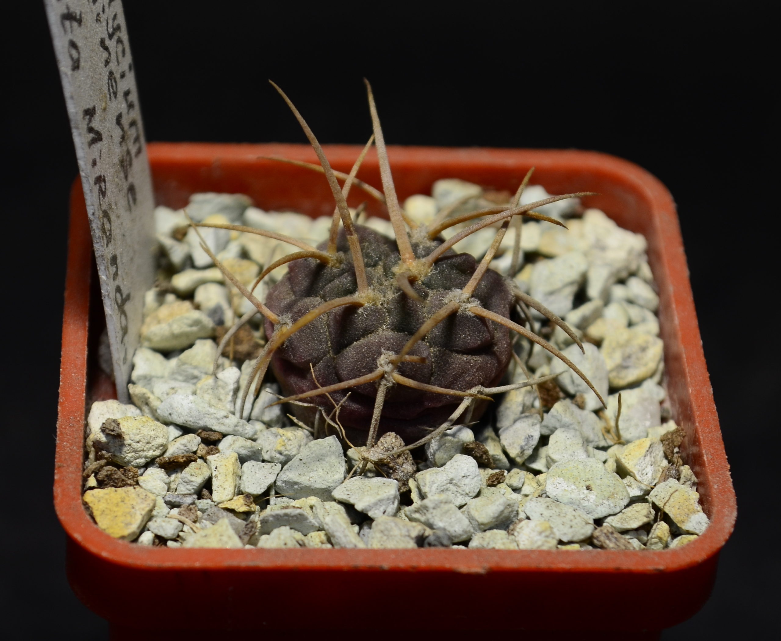 Gymnocalycium guanchinense P 226, Cuesta Miranda