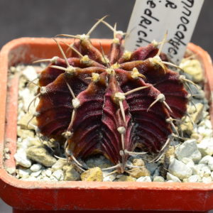 Gymnocalycium friedrichii hybr.   (на основі LB2178, Agua Dulce)