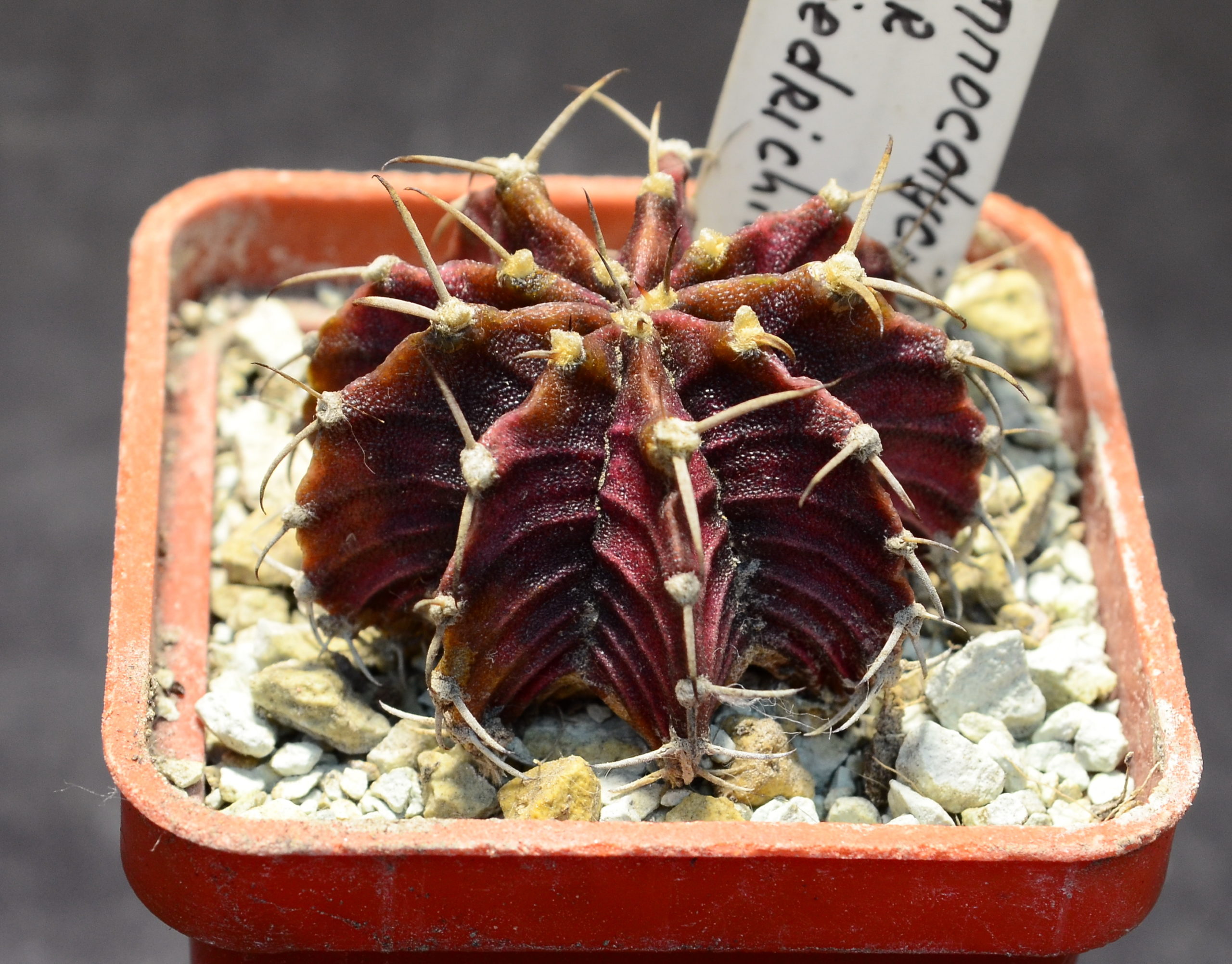 Gymnocalycium friedrichii hybr.   (на основі LB2178, Agua Dulce)