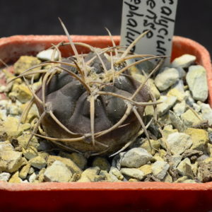Gymnocalycium mazanense v. polycephalum P229