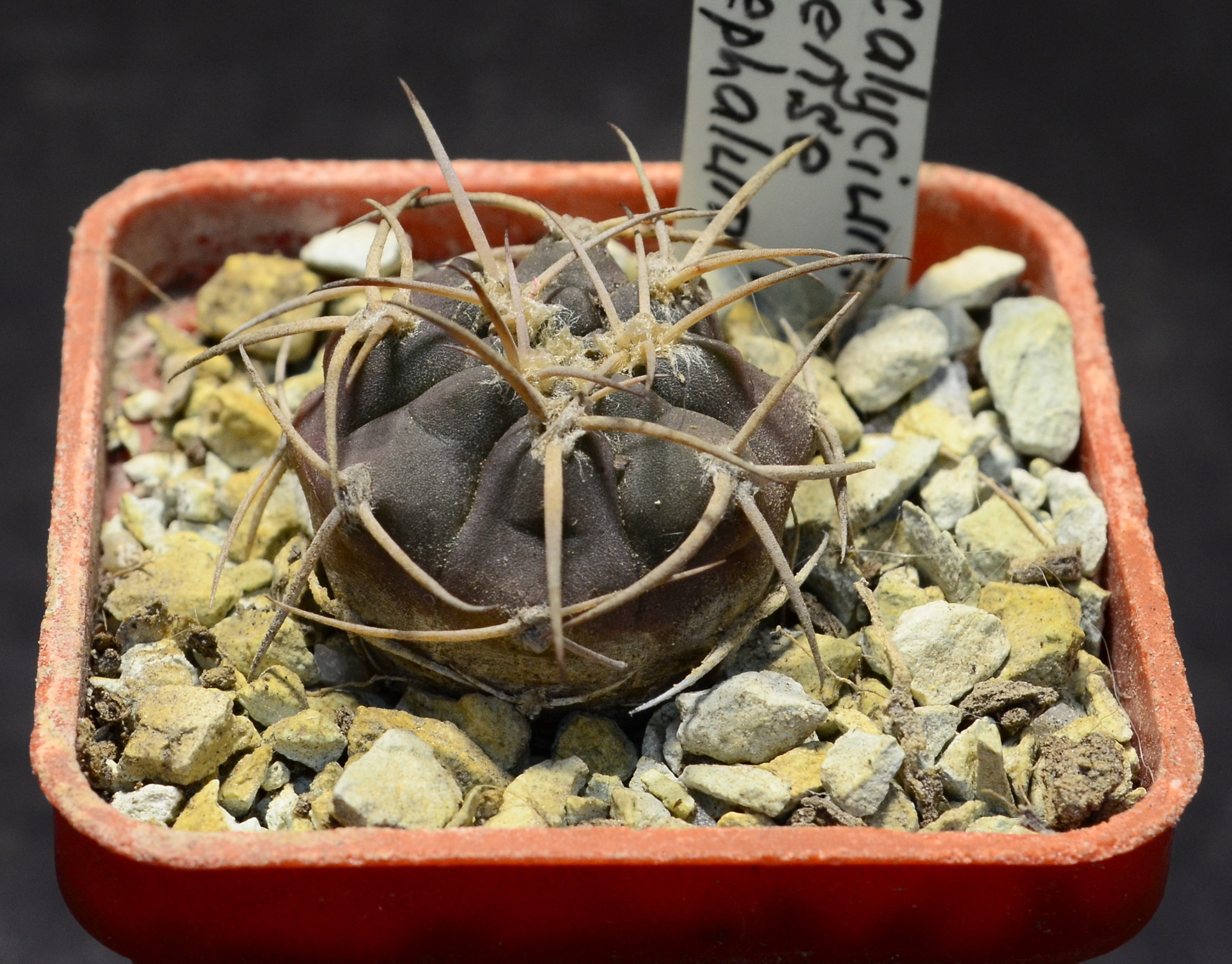 Gymnocalycium mazanense v. polycephalum P229