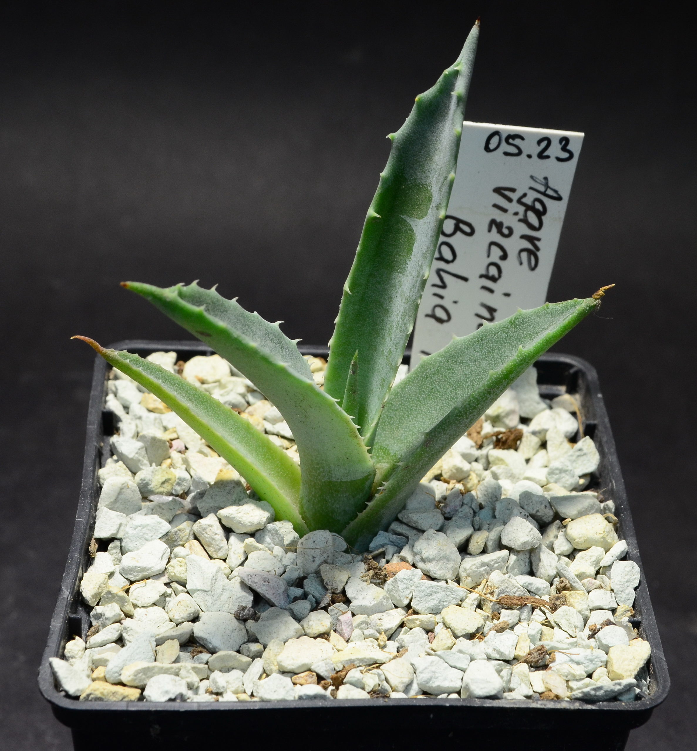 Agave vizcainoensis, Bahia Tortugas, BCS