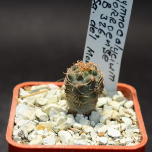 Gymnocalycium morroence LB 326