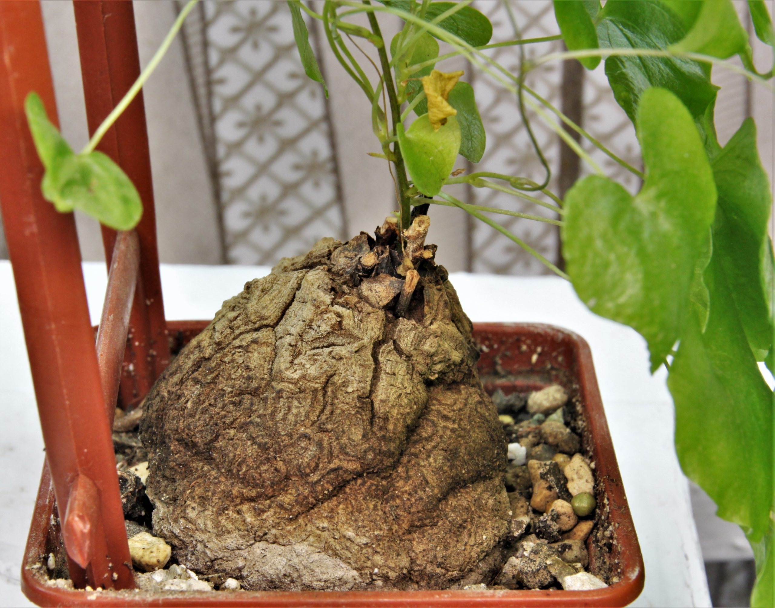 Dioscorea elephantipes 4. Кубик 7х7см. 700грн..