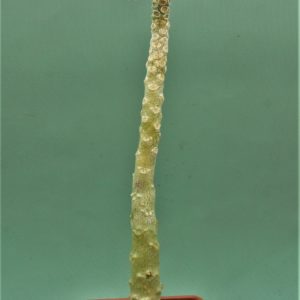 Dorstenia-gigas-Socotra-1