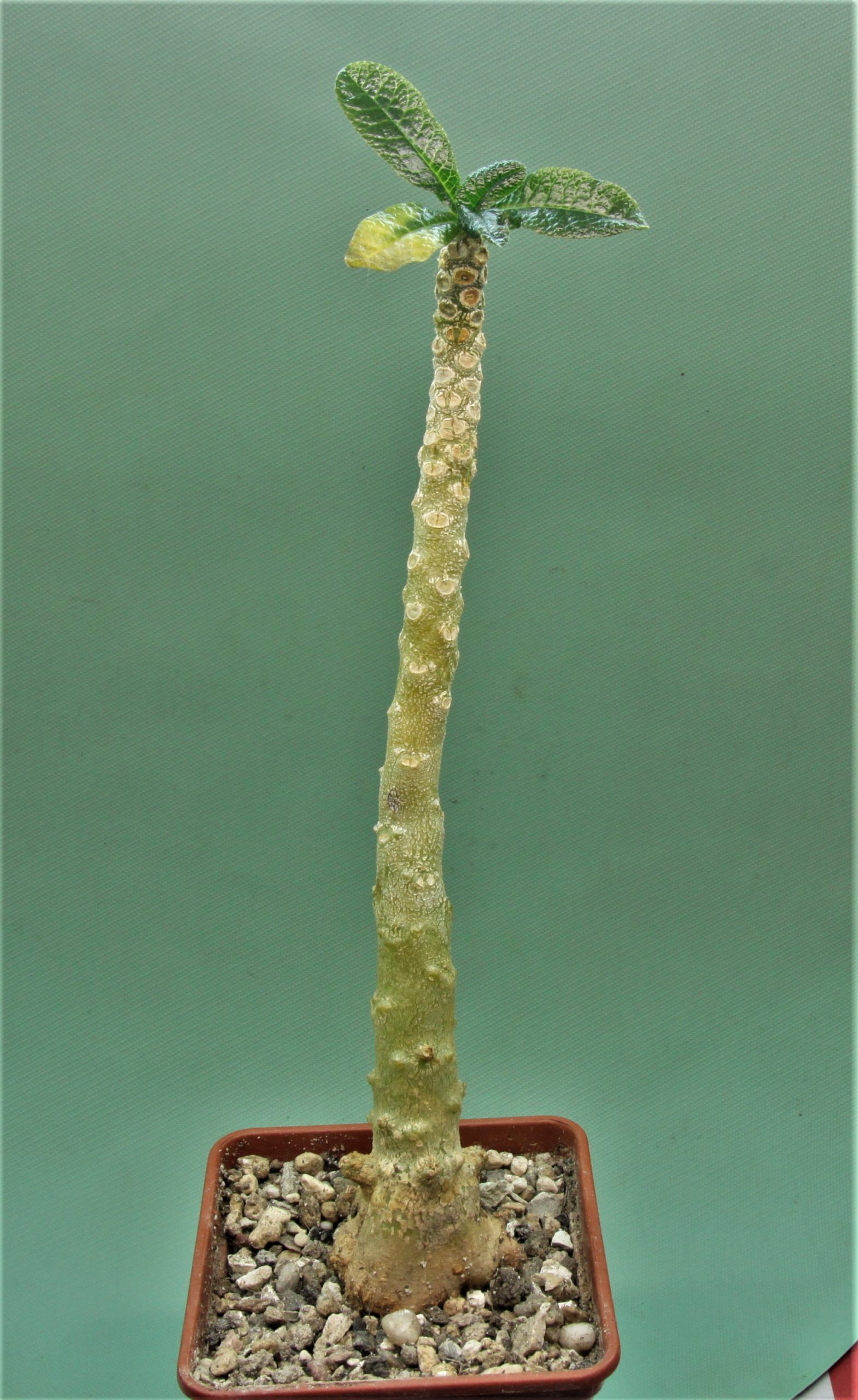 Dorstenia-gigas-Socotra-1