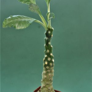 Dorstenia-lavrani-1