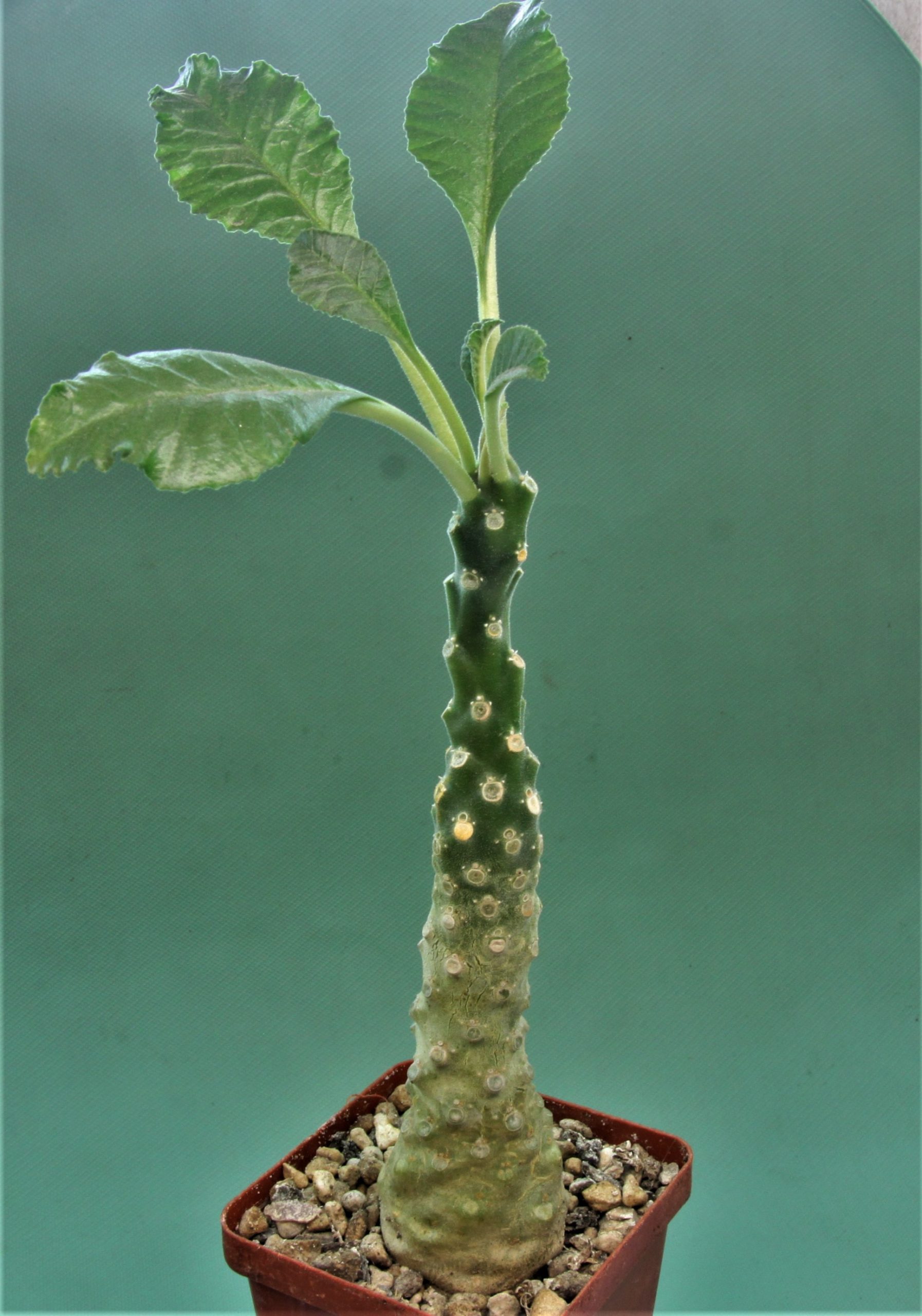 Dorstenia-lavrani-1
