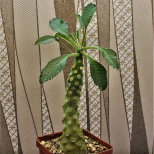 Dorstenia-lavrani-2