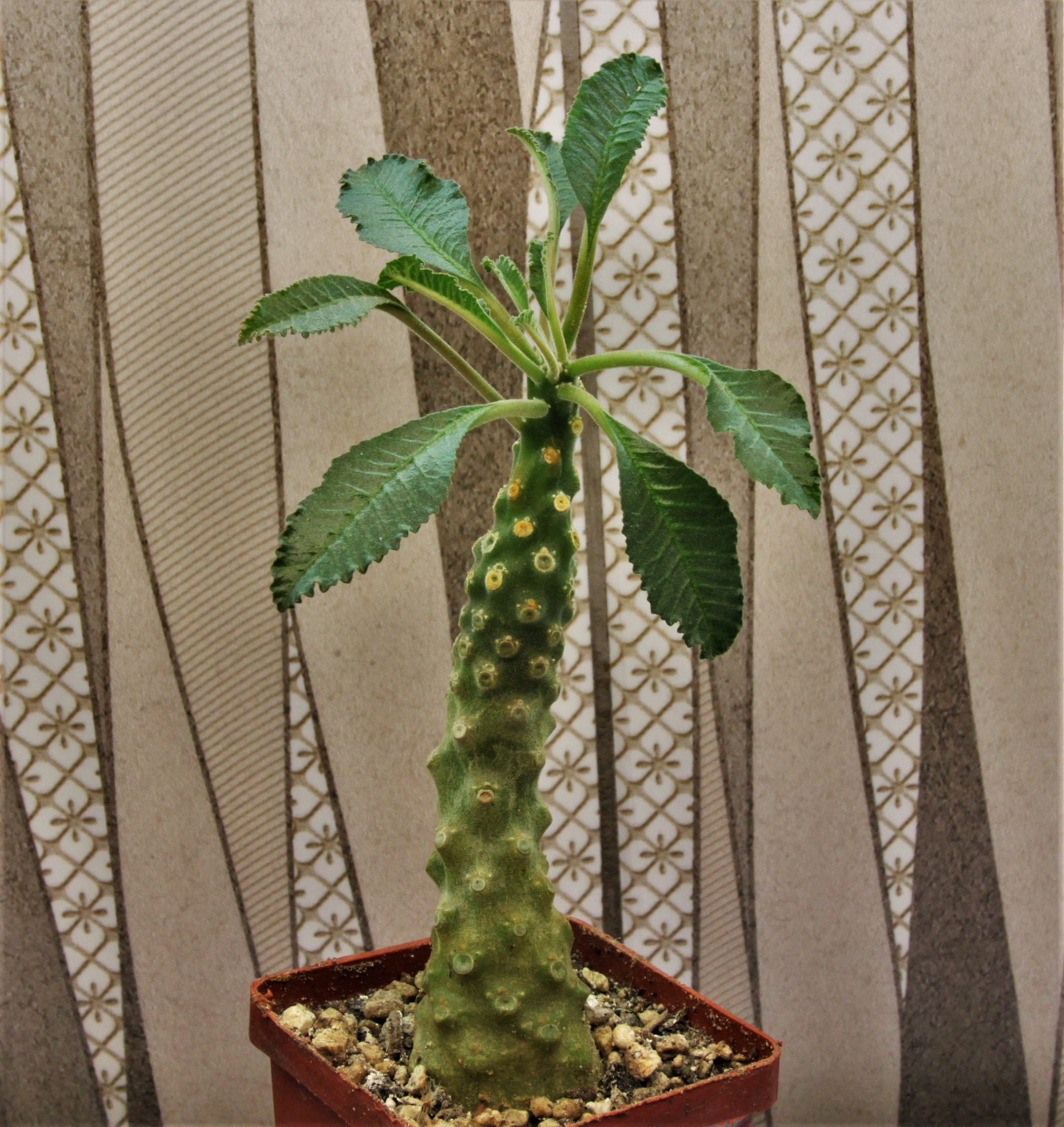 Dorstenia-lavrani-2