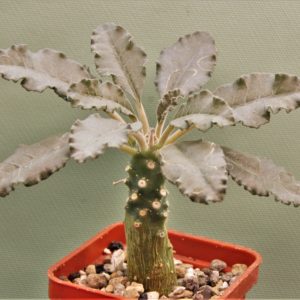 Dorstenia-lavrani-A