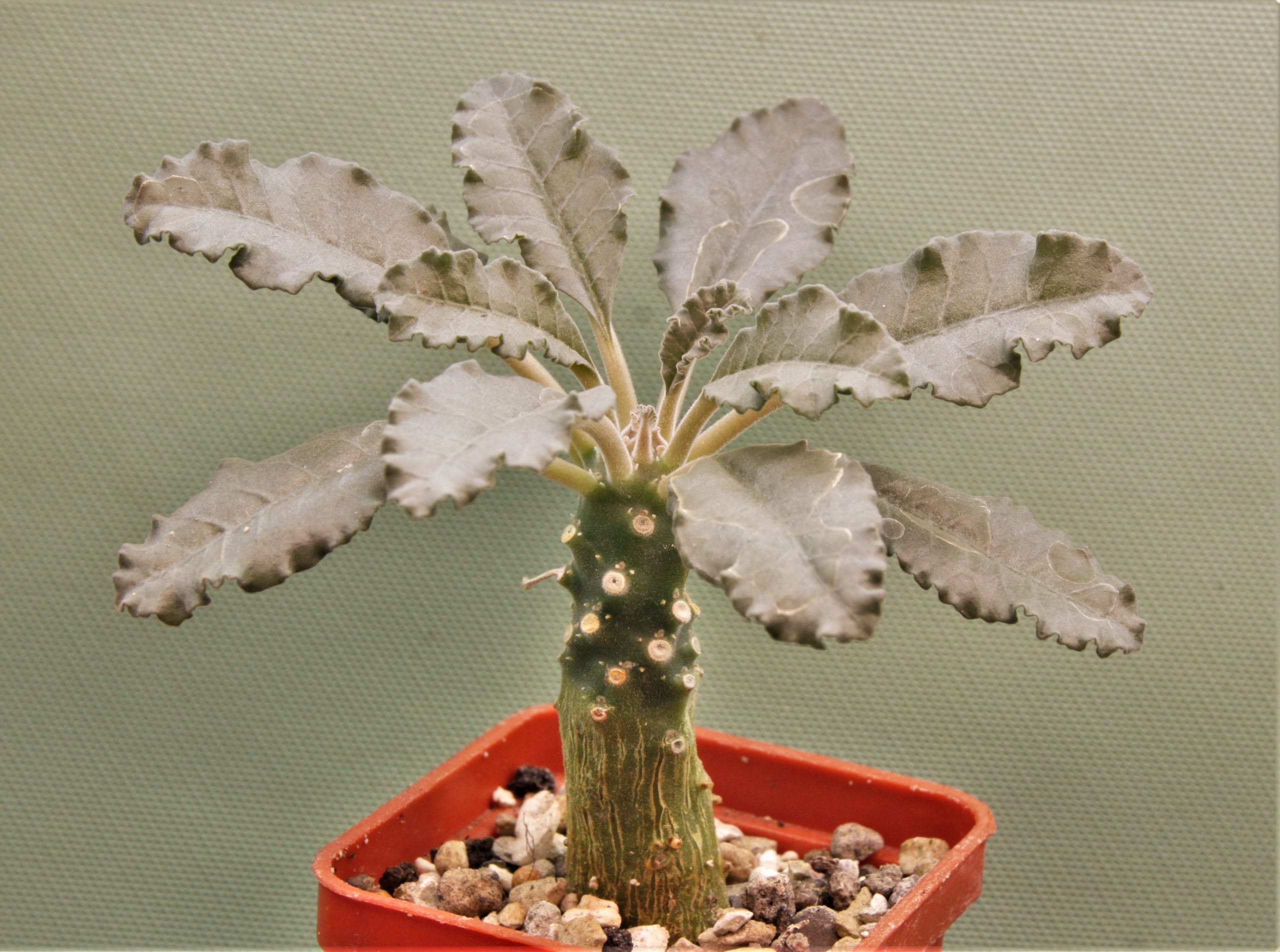 Dorstenia-lavrani-A