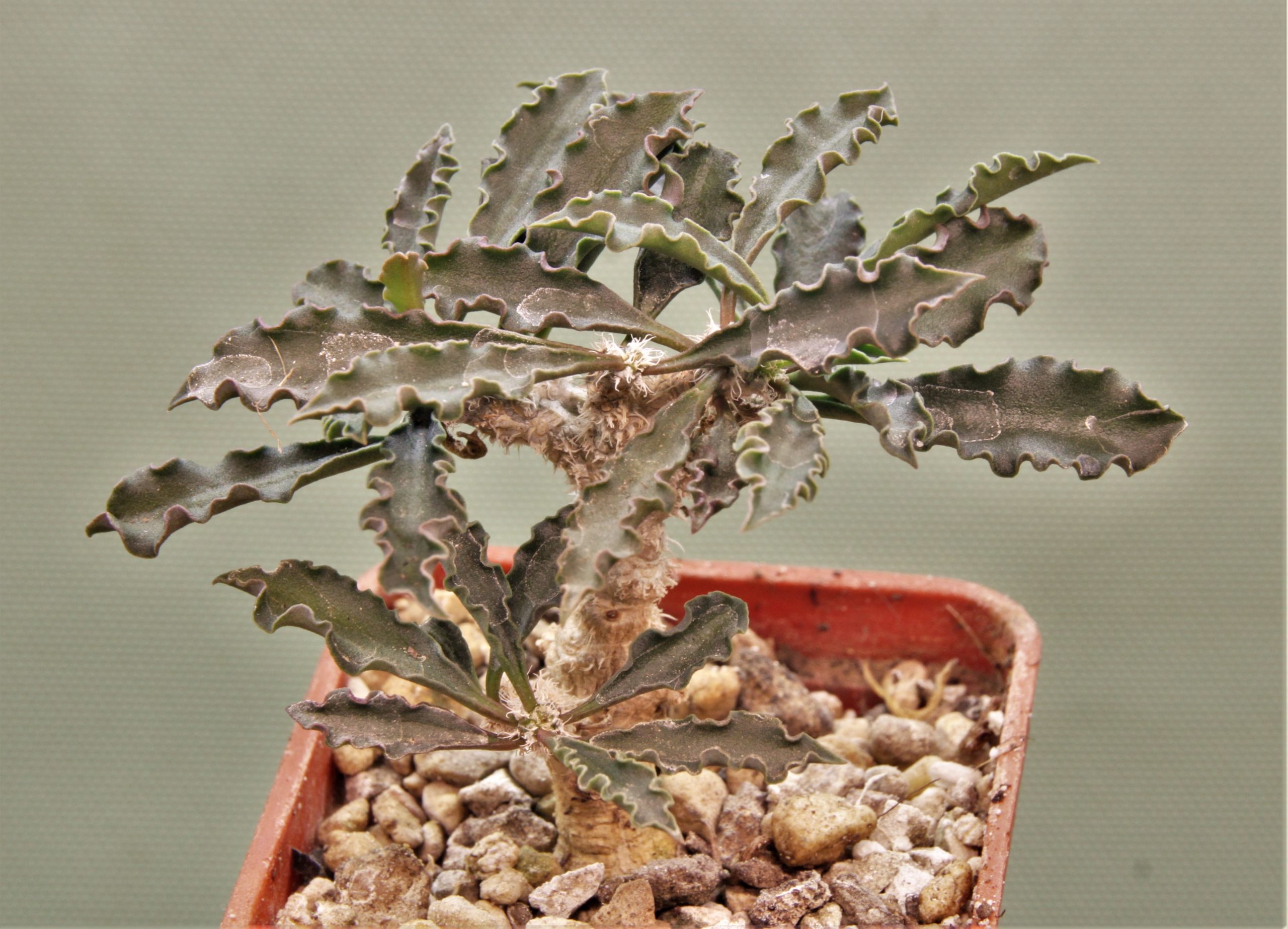 Euphorbia-capsaintemariensis-Madagascar