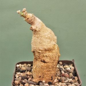 Euphorbia-primulifolia-Madagascar-1