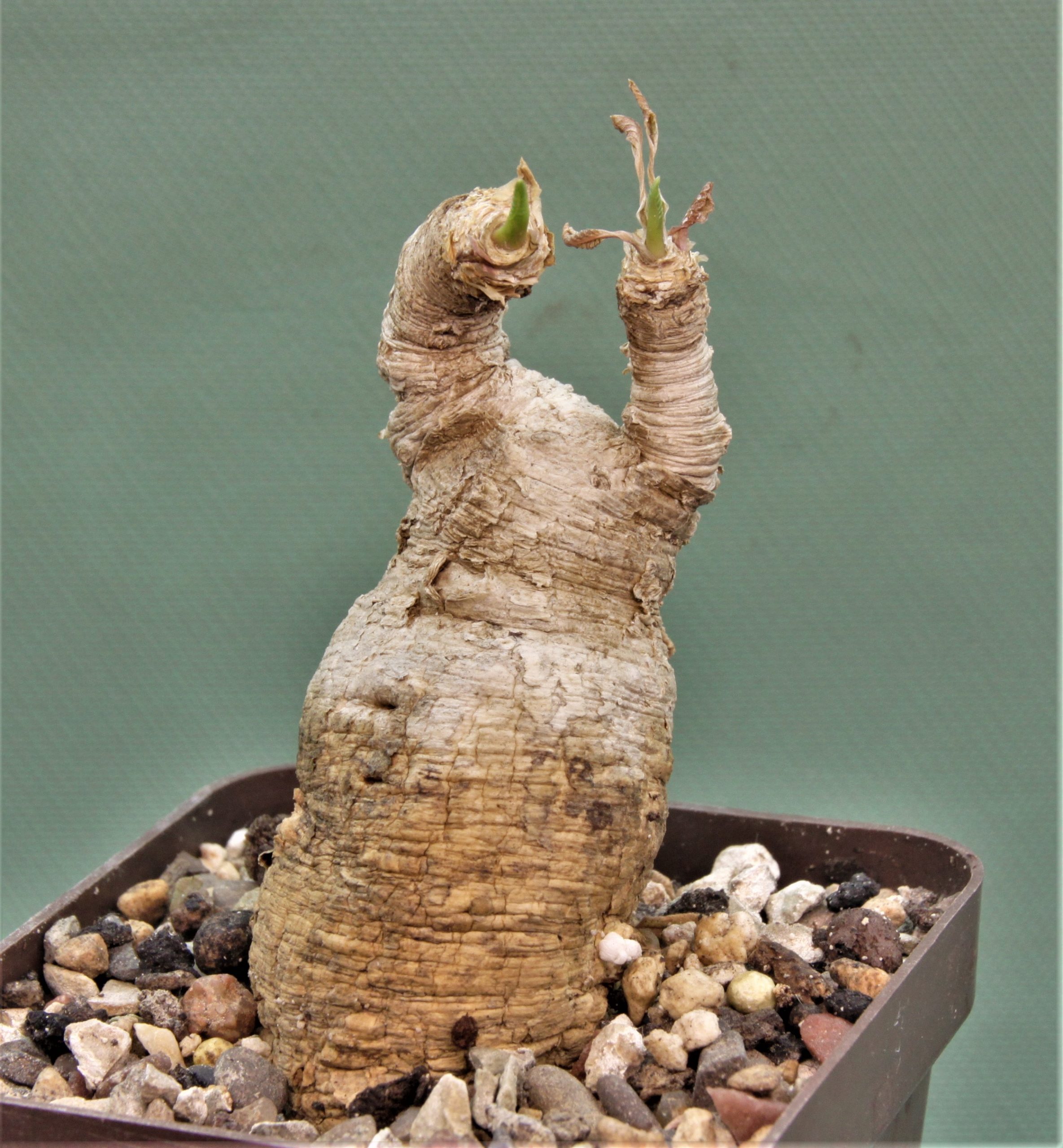 Euphorbia-primulifolia-Madagascar-2.