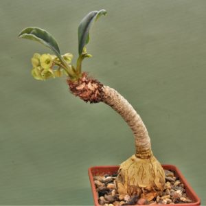 Euphorbia-ramena.-Madagascar