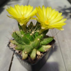 Dolichothele longimamma