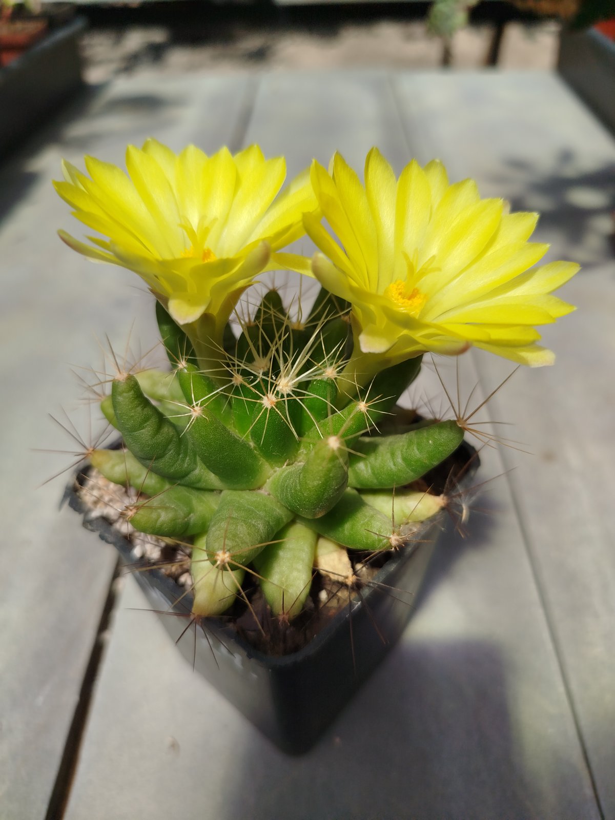 Dolichothele longimamma