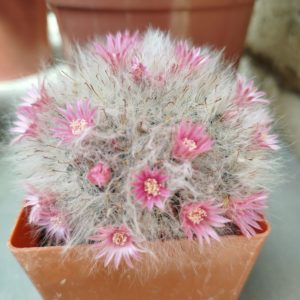 Mammillaria bocasana 'roseiflora'