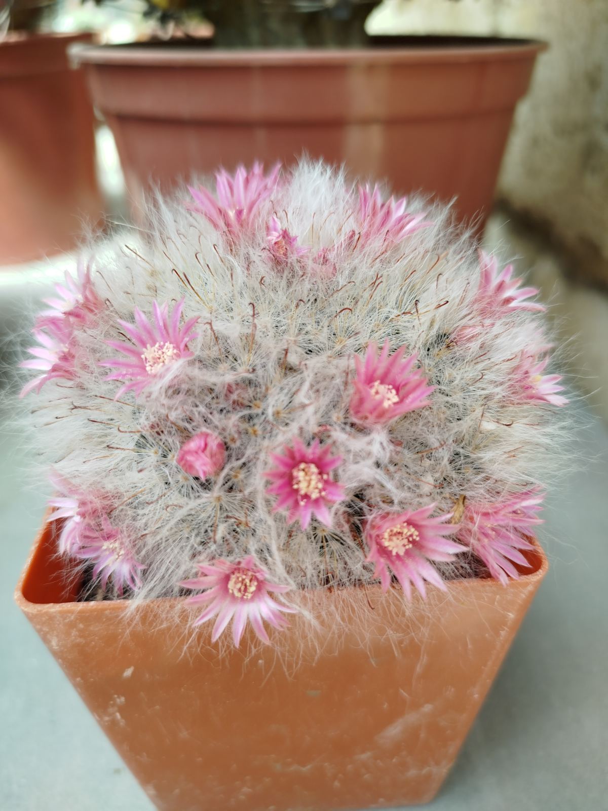 Mammillaria bocasana 'roseiflora'
