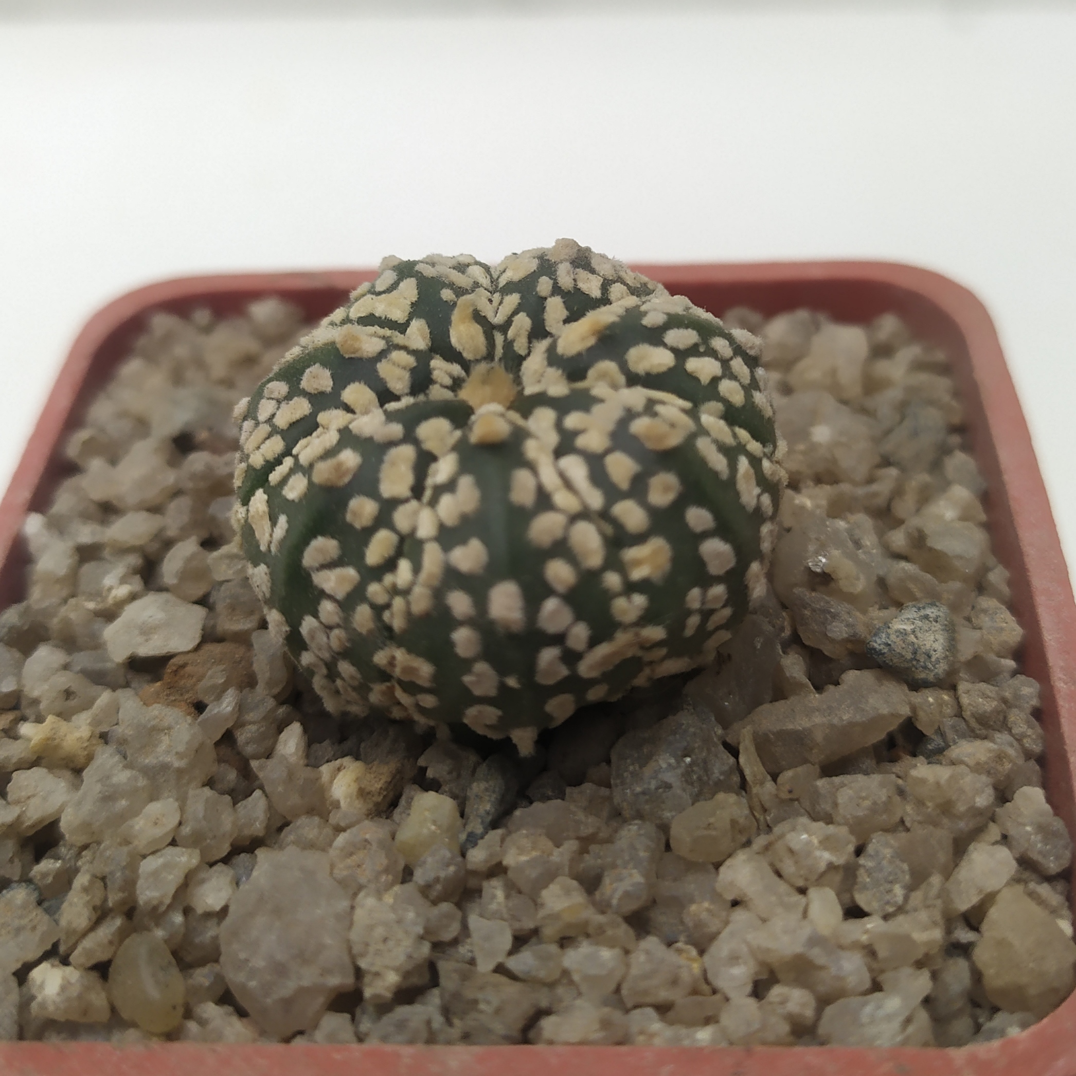 Astrophytum Superkabuto