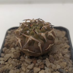 Gymnocalycium riojense v. paucispinum - 7 років(селекція)