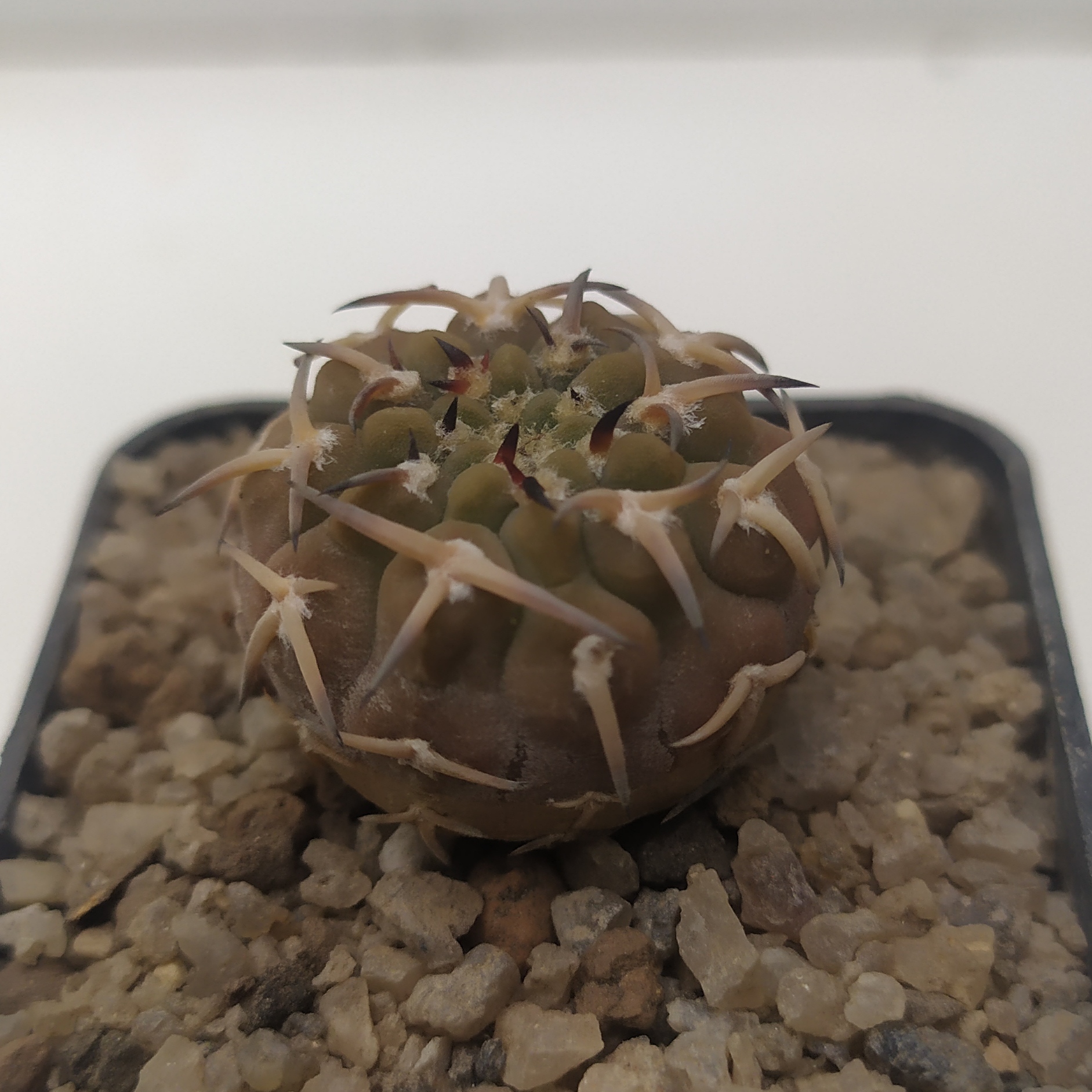 Gymnocalycium riojense v. paucispinum - 7 років(селекція)
