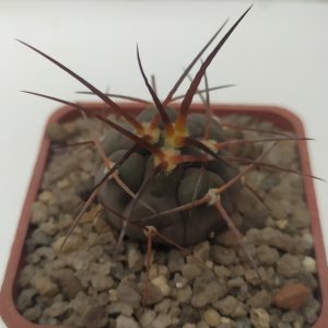 Gymnocalycium spegazzinii ssp. cardenasianum