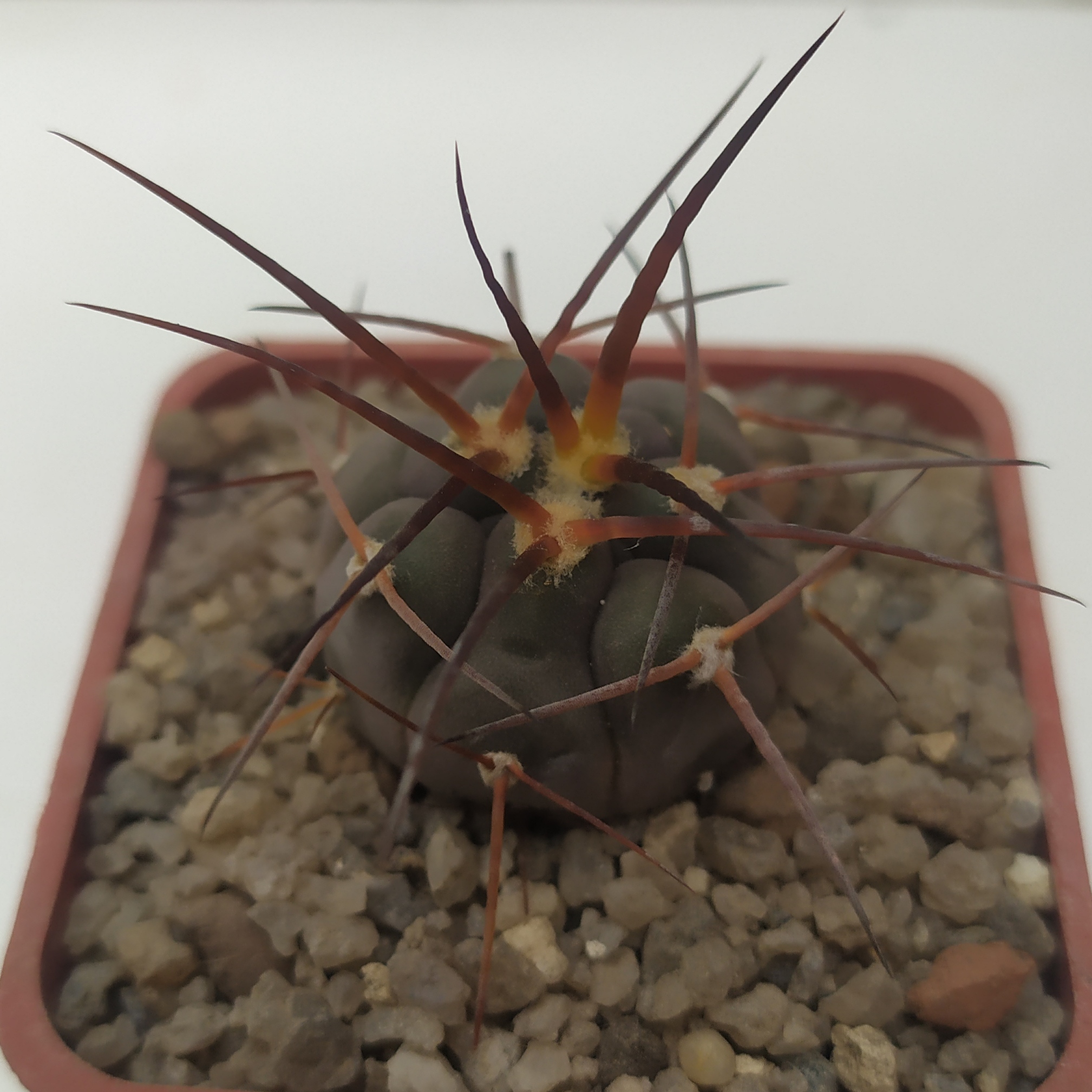 Gymnocalycium spegazzinii ssp. cardenasianum