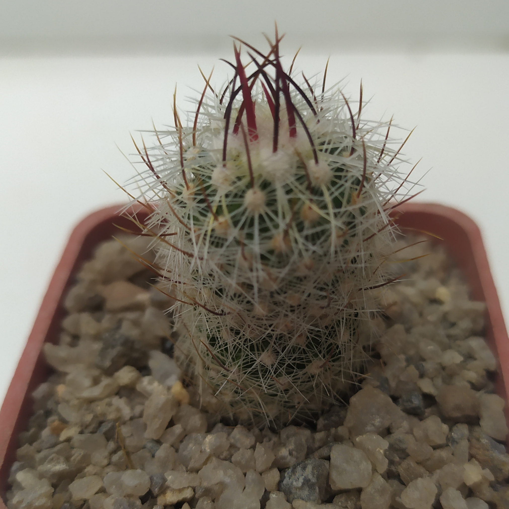 Echinofossulocactus albatus