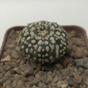 Astrophytum asterias ‘Super Kabuto’