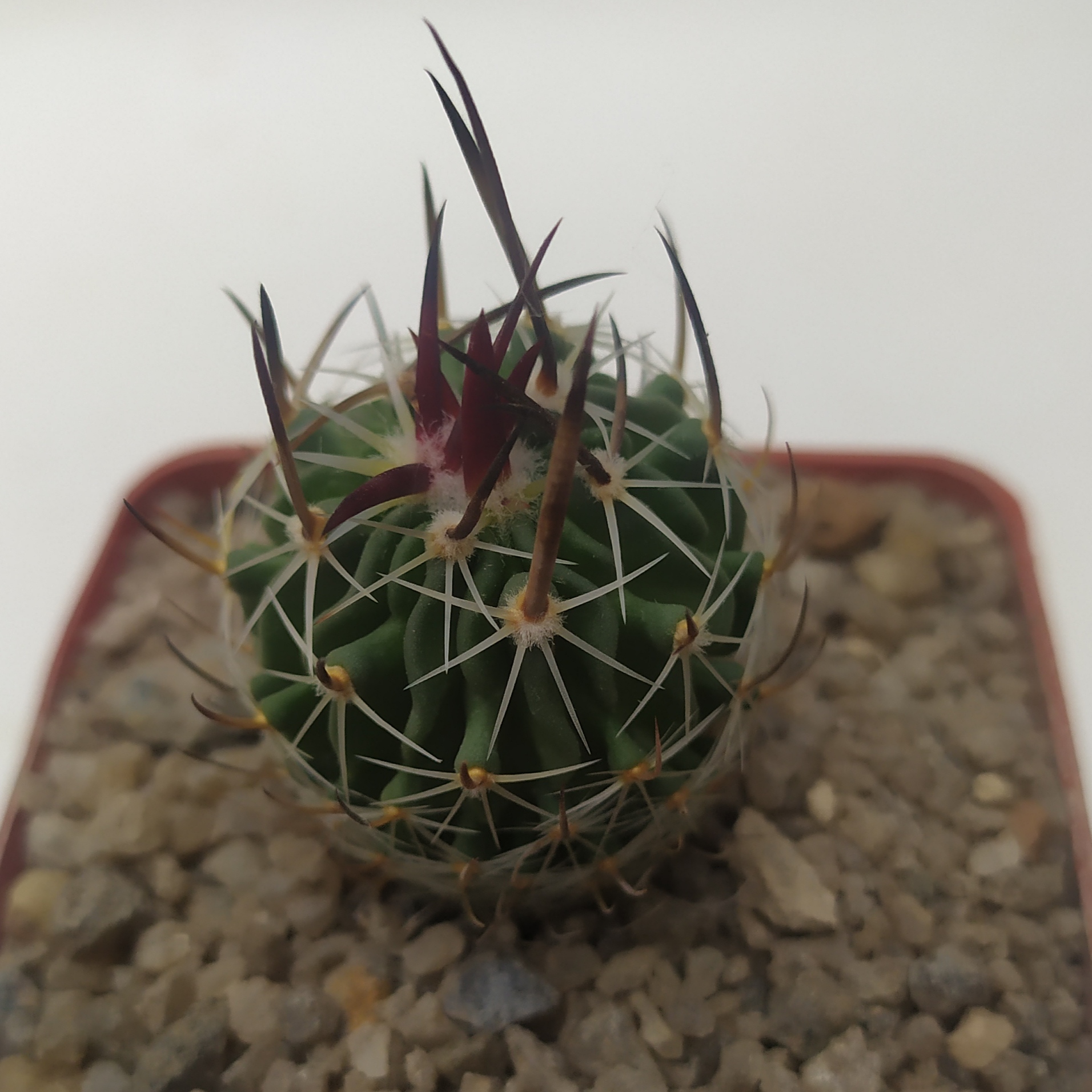 Echinofossulocactus lloydii