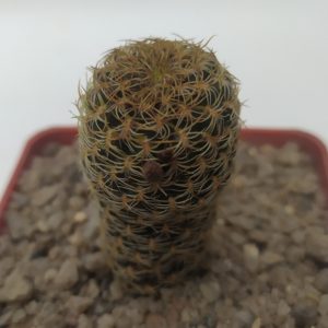 Sulcorebutia breviflora