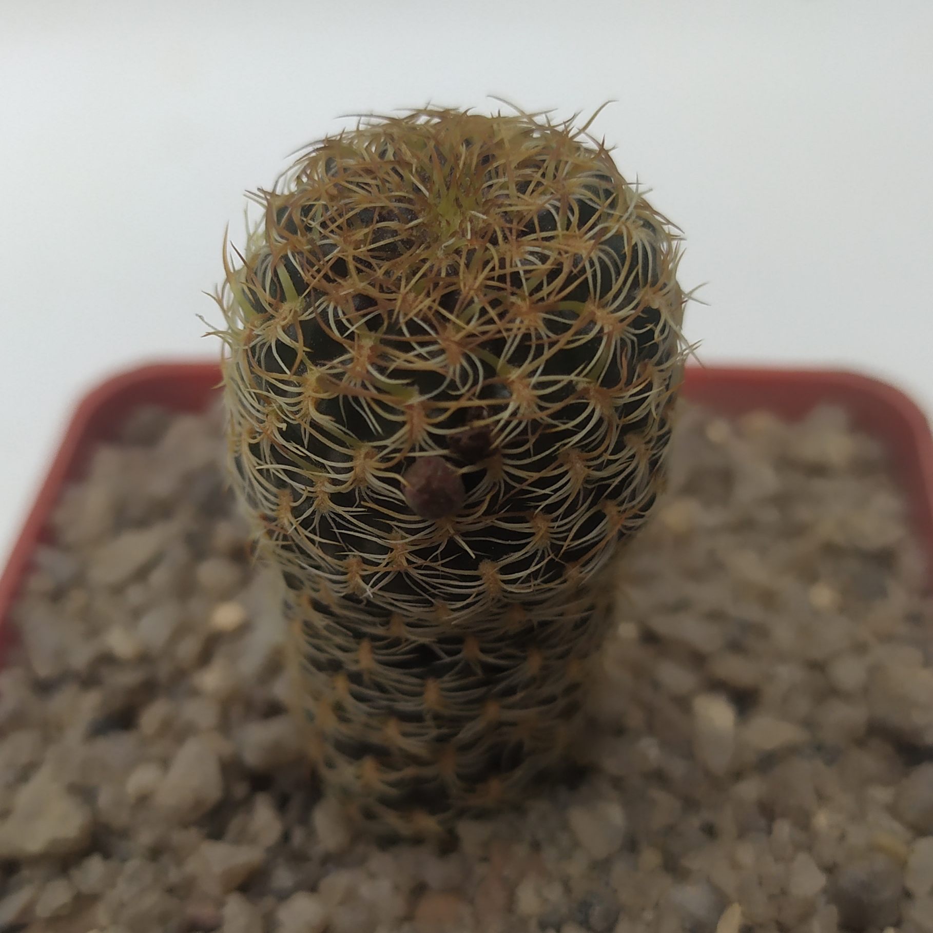 Sulcorebutia breviflora