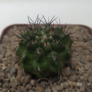 Neoporteria paucicostata