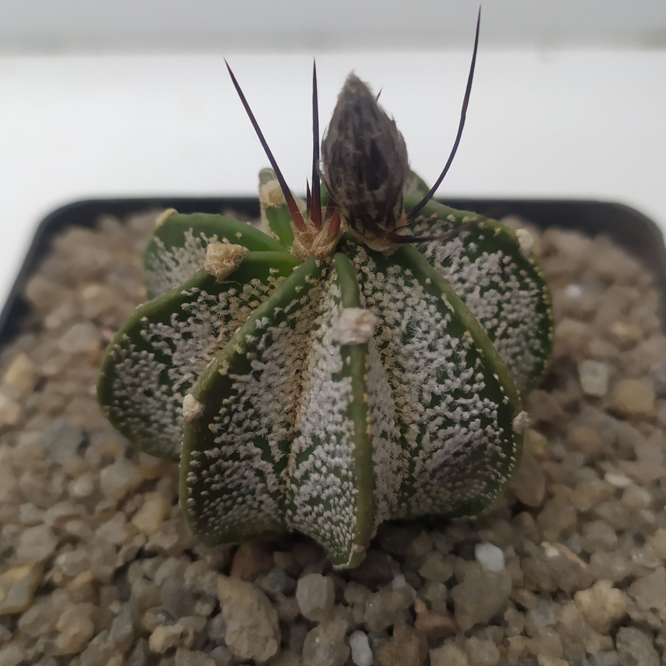 Astrophytum capricorne