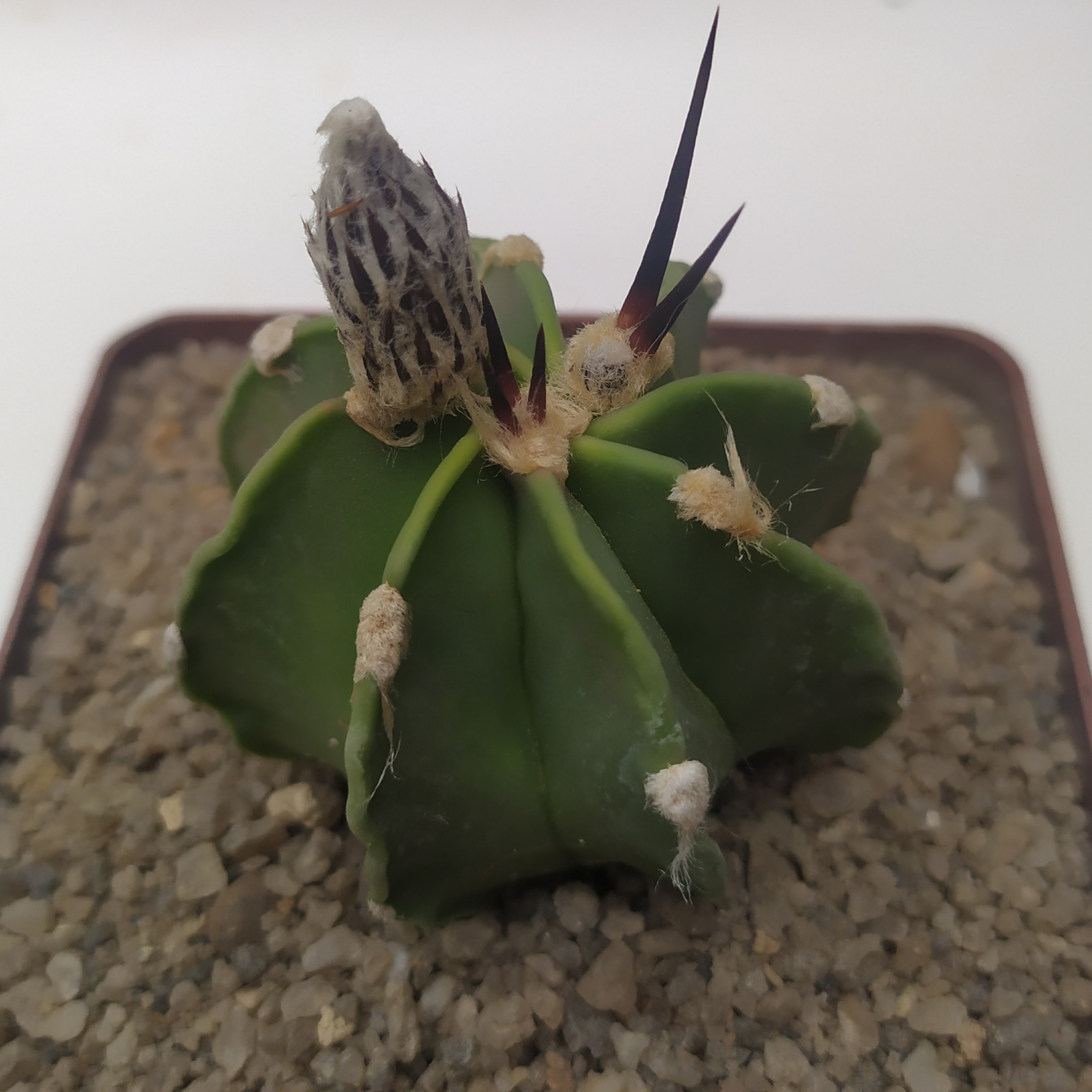 Astrophytum niveum v.nudum