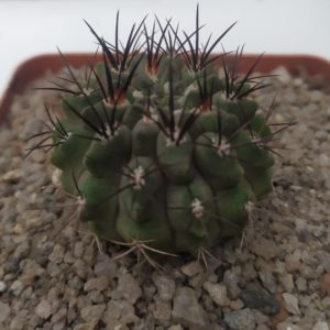 Neoporteria paucicostata